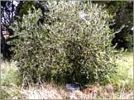 Battle of Crete memorial plaque located beneath an olive tree Battle of Crete memorial plaque located beneath an olive tree