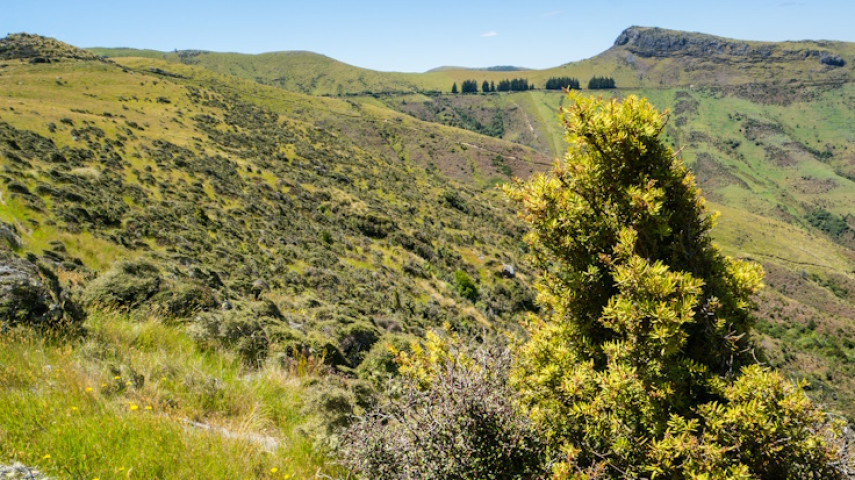 Green hillside landscape with dense shrubs and a prominent bush in the foreground, rolling hills and a rocky ridge in the background.