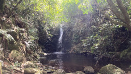 Small waterfall flowing into a shaded pool surrounded by rocks, ferns, and dense forest vegetation.