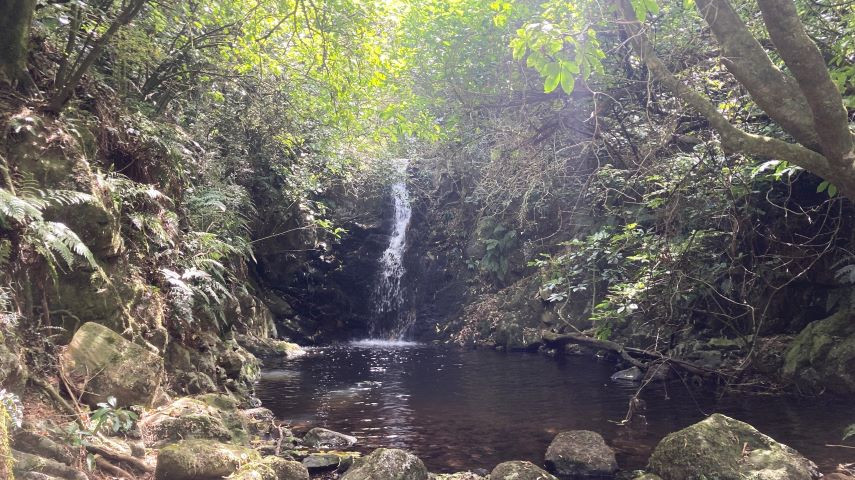 Small waterfall flowing into a shaded pool surrounded by rocks, ferns, and dense forest vegetation.